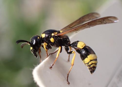 Réf. 322 000 : Symmorphus gracilis